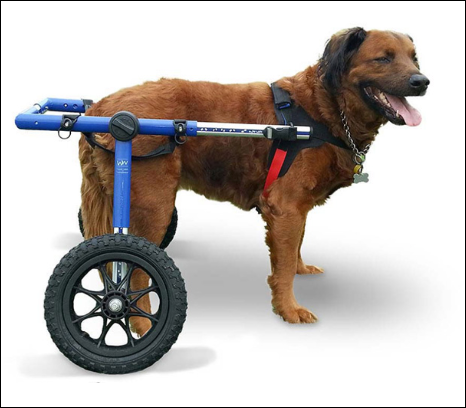Dog Wheelchair from HandicappedPets.com. The goal is to create personalized experiences.